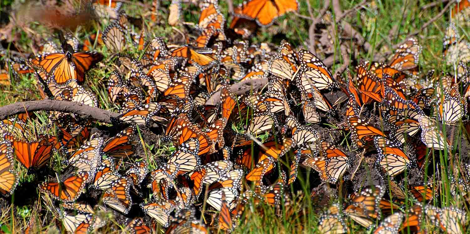 mexico vacation tours mexico guided butterfly monarch migration cultural tours